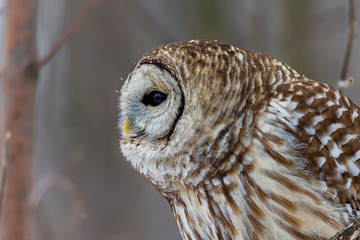 Barre owl in deep midwinter on the lookout for prey.