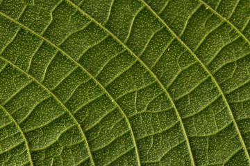 Close up of green leaf with detailed leaf texture 