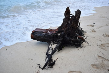 Big piece of wood on the beach and brought back to the coast by tides and waves.