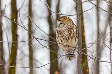 Barre owl in deep midwinter on the lookout for prey.