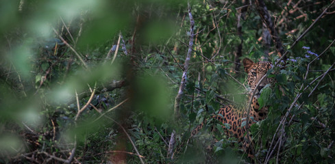 Lepord behind trees