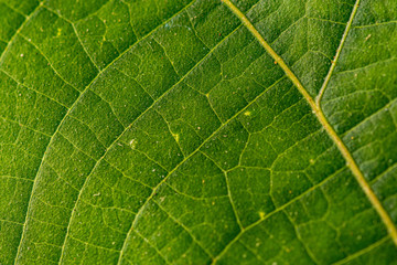 Close up of green leaf with detailed leaf texture 