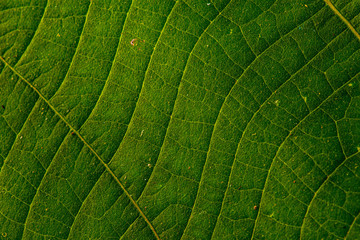 Obraz premium Close up of green leaf with detailed leaf texture 
