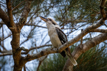 Kookaburra