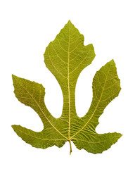 Dried fig leaf closeup