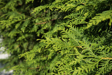 Naklejka na ściany i meble The clutches of the branches of the arborvitae, close-up.