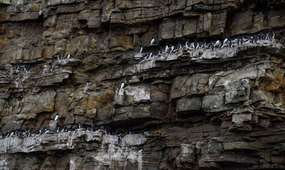 Brunnich's guillemot