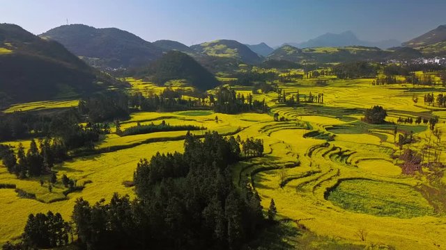 Aerial view drone flight above yellow rapeseed (canola) flower field in spring, Luoping, China