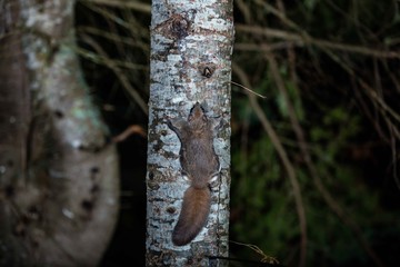 Northern flying squirrel taken at night in a forest in north Quebec, Canada.