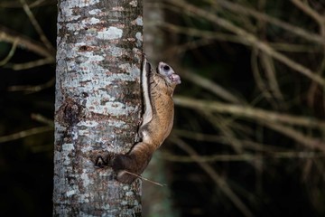 Northern flying squirrel taken at night in a forest in north Quebec, Canada.