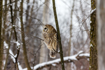 Barred owl in the middle of winter alert looking for rodents, Quebec, Canada.