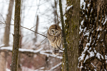 Barred owl in the middle of winter alert looking for rodents, Quebec, Canada.