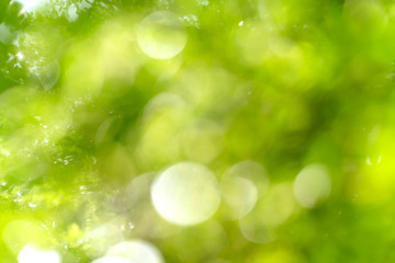 natural green bokeh abstract background,blurred textured