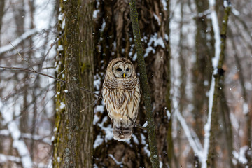 Barred owl in the middle of winter alert looking for rodents, Quebec, Canada.