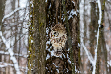 Barred owl in the middle of winter alert looking for rodents, Quebec, Canada.