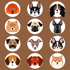 set of small dogs face