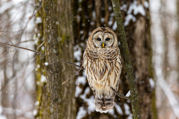 Barred owl in the middle of winter alert looking for rodents, Quebec, Canada. - 301310211