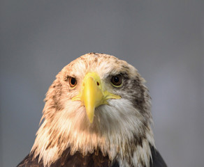 ハクトウワシ