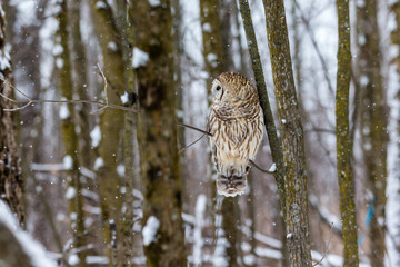 Barred owl in the middle of winter alert looking for rodents, Quebec, Canada.