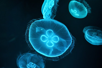 Obraz premium 九十九島 水族館