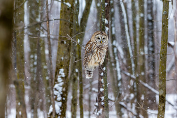 Barred owl in the middle of winter alert looking for rodents, Quebec, Canada.
