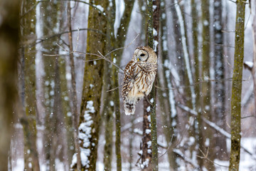 Barred owl in the middle of winter alert looking for rodents, Quebec, Canada.