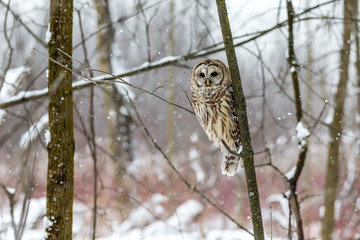 Barred owl in the middle of winter alert looking for rodents, Quebec, Canada.