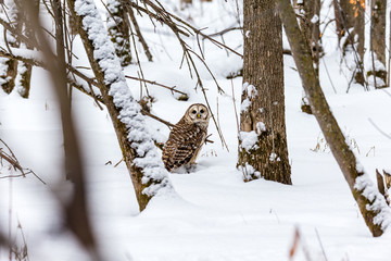 Barred owl in the middle of winter alert looking for rodents, Quebec, Canada.