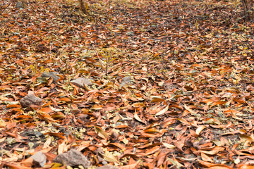 Beautiful autumn landscape with yellow trees. Colorful foliage in the park. Falling leaves natural background