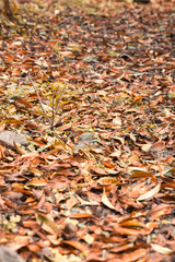 Beautiful autumn landscape with yellow trees. Colorful foliage in the park. Falling leaves natural background