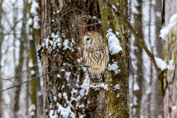Barred owl in the middle of winter alert looking for rodents, Quebec, Canada.