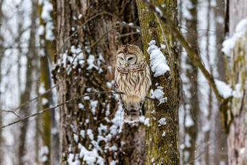 Barred owl in the middle of winter alert looking for rodents, Quebec, Canada.