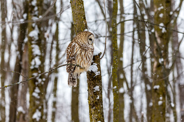 Barred owl in the middle of winter alert looking for rodents, Quebec, Canada.