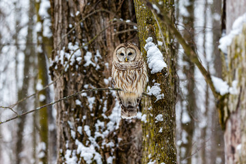 Barred owl in the middle of winter alert looking for rodents, Quebec, Canada. - 301312022