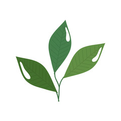 branch with leafs nature ecology isolated icon vector illustration design