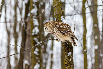 Barred owl in the middle of winter alert looking for rodents, Quebec, Canada.