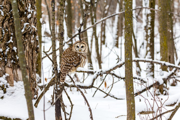 Barred owl in the middle of winter alert looking for rodents, Quebec, Canada.