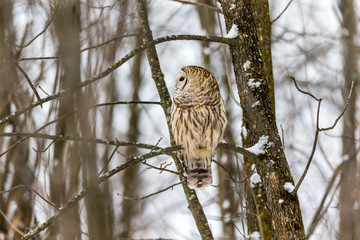 Barred owl in the middle of winter alert looking for rodents, Quebec, Canada.