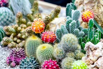 closeup various cactus plants in garden