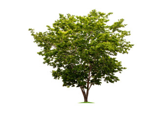 Big tropical tree isolated on a white background. File contains with clipping path so easy to work.