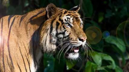 Photos of tiger naturally.