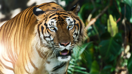 Obraz premium Zdjęcia tygrysa naturalnie.