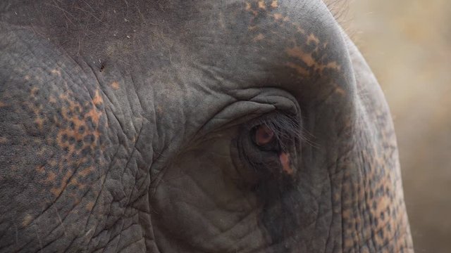 Close-up zoom of Elephant Eye while The elephant is moving his head. footage video b-roll scene 4k.