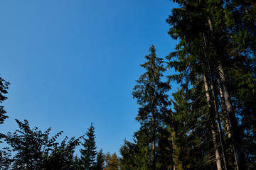 Tops of sprice tree and blue sky background. Natural photo