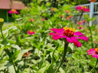 red flowers in garden