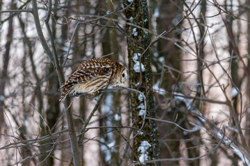 Barred owl perched in a tree in mid winter alert looking for prey.