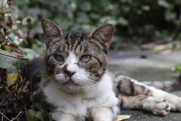 こちらを睨みつける猫