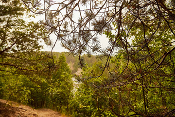 Fototapeta premium Close up view of branches of a pine tree and green forest background. It is a summer, autumn or spring day