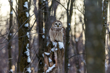 Barred owl perched in a tree in mid winter alert looking for prey.
