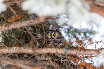 Long eared owl in the depths of winter, north Quebec, Canada.